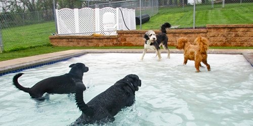 Dog Lodging & Daycare in Reisterstown, MD