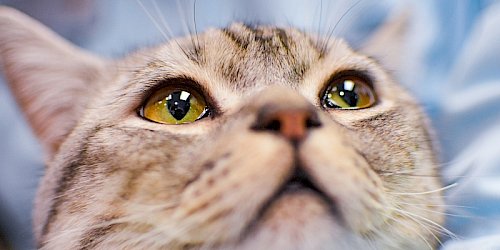 Cat Lodging Boarding in Reisterstown, MD